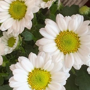 Meet your Posher, Thushara